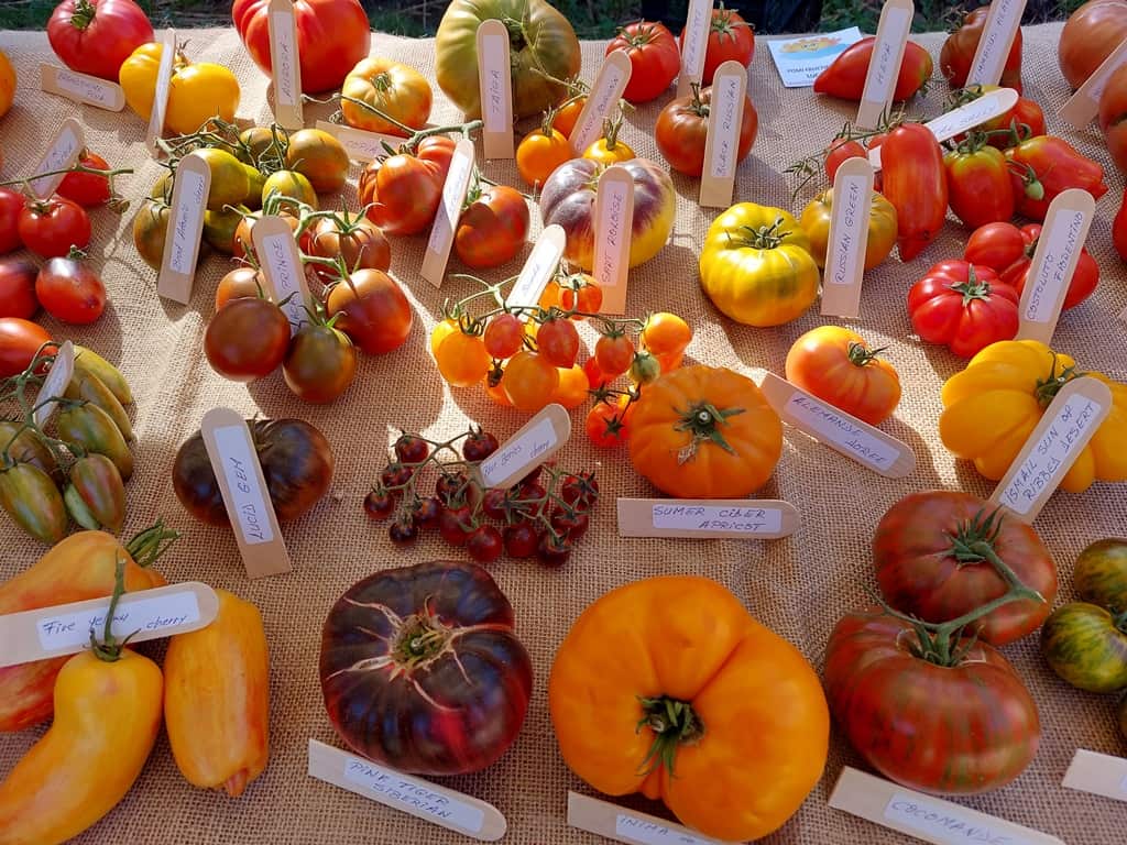 Sâmbătă e Festivalul Tomatelor și Biodiversității în Muzeul Astra cu târg de semințe gratis