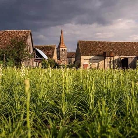 tărâmul tuberozelor, brand al comunității sibiene. se deschide weekendul viitor