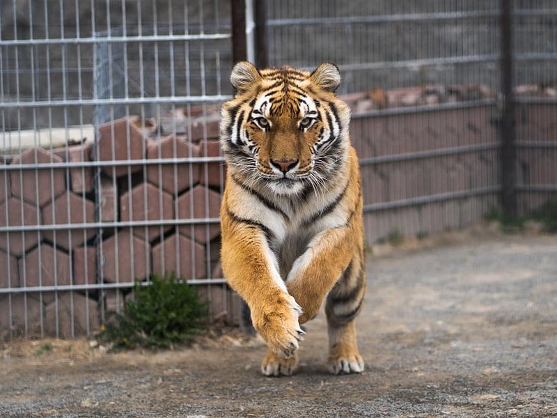 Bărbat rănit de un tigru la o grădină Zoologică din România