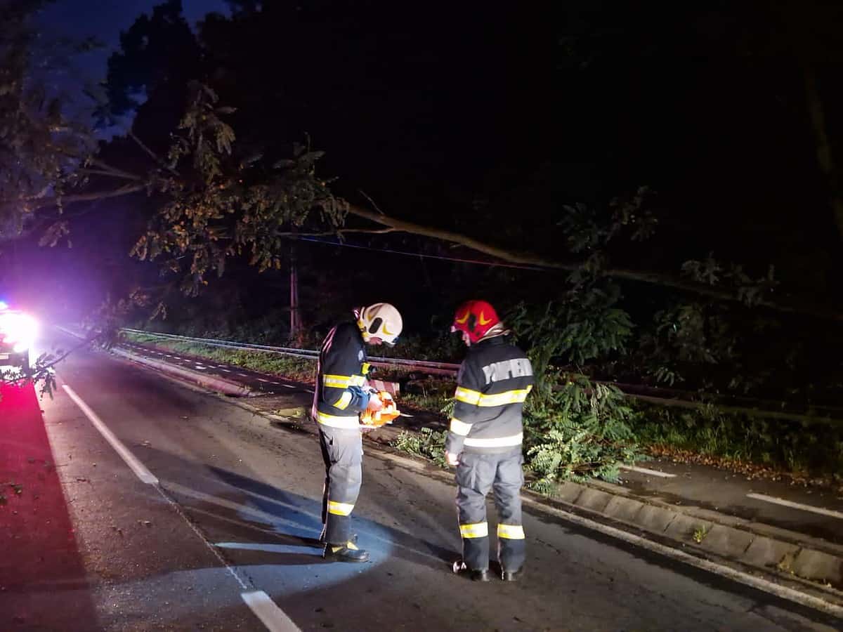 copac căzut pe calea dumbrăvii în zona muzeului astra