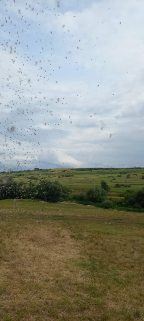 Fenomen: Roiuri uriașe de furnici cu aripi între Slimnic și Mândra, județul Sibiu(foto, video)