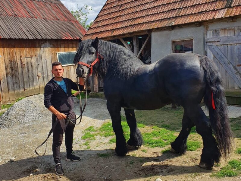 armăsari de rasă din orlat, vedete pe tik tok - povestea lui lupu șor și pasiunea „moștenită” de la tatăl său (video, foto)