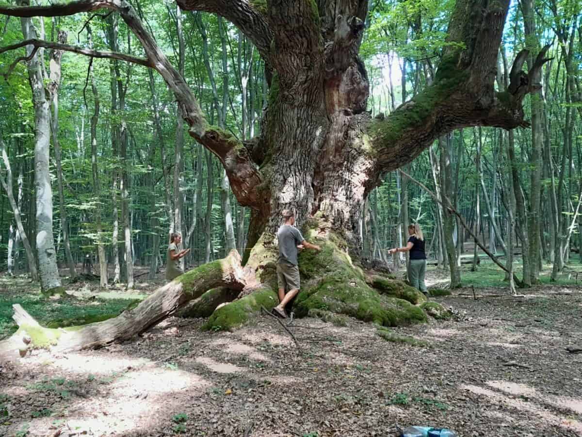 Al șaselea cel mai mare stejar din România se află într-o pădure din județul Sibiu