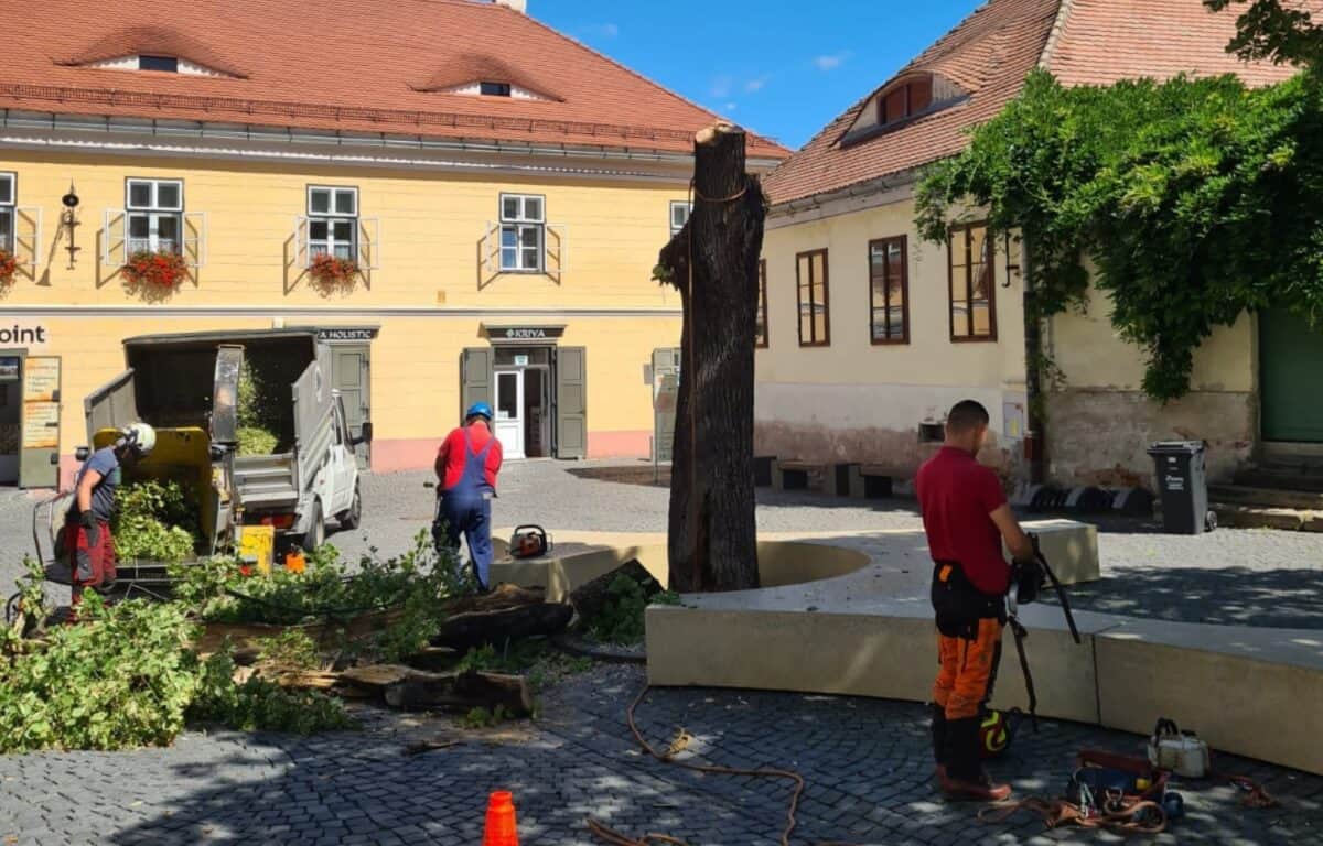 Tei tăiat în Piața Huet. Prezenta „risc de prăbușire” (foto)