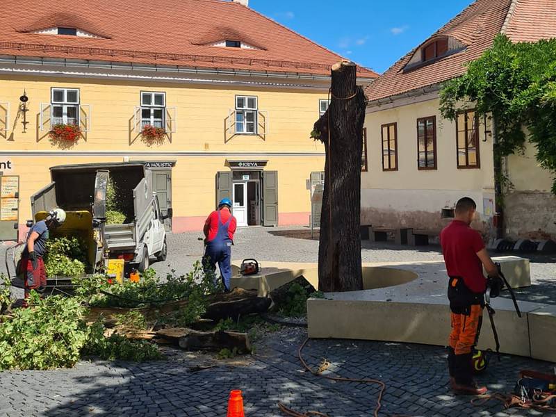 Tei tăiat în Piața Huet. Prezenta „risc de prăbușire” (foto)