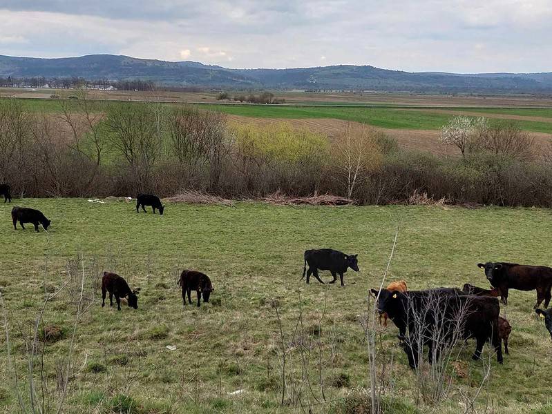 vaci de rasă furate dintr-o fermă de la porumbacu de jos. hoții erau dotați cu un camion cu lift