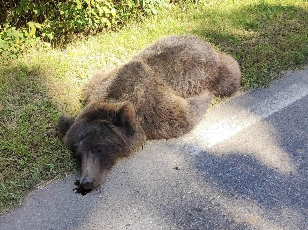 Urs lovit în plin de o mașină între Cisnădie și Șelimbăr (foto)