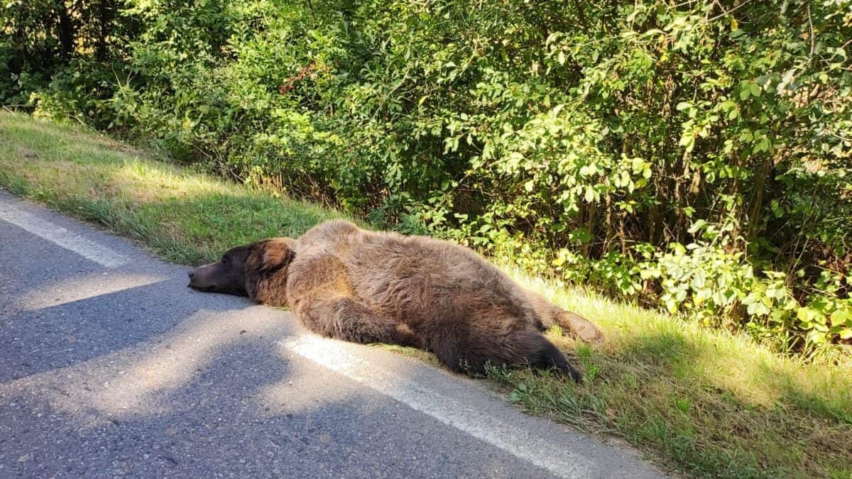 Urs lovit în plin de o mașină între Cisnădie și Șelimbăr (foto)