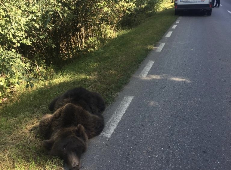 Urs lovit în plin de o mașină între Cisnădie și Șelimbăr (foto)