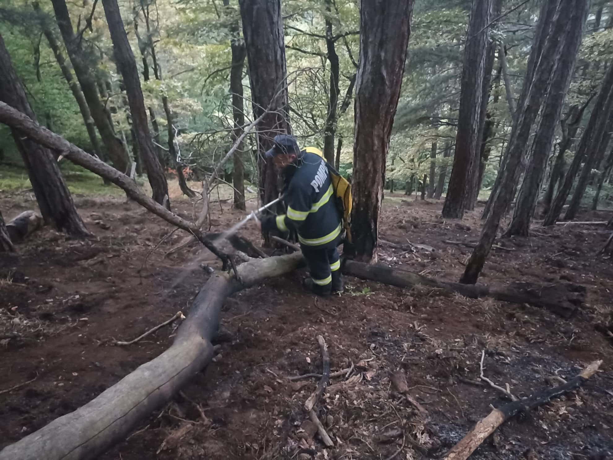 Incendiu în pădurea Măgura din Cisnădioara (foto)