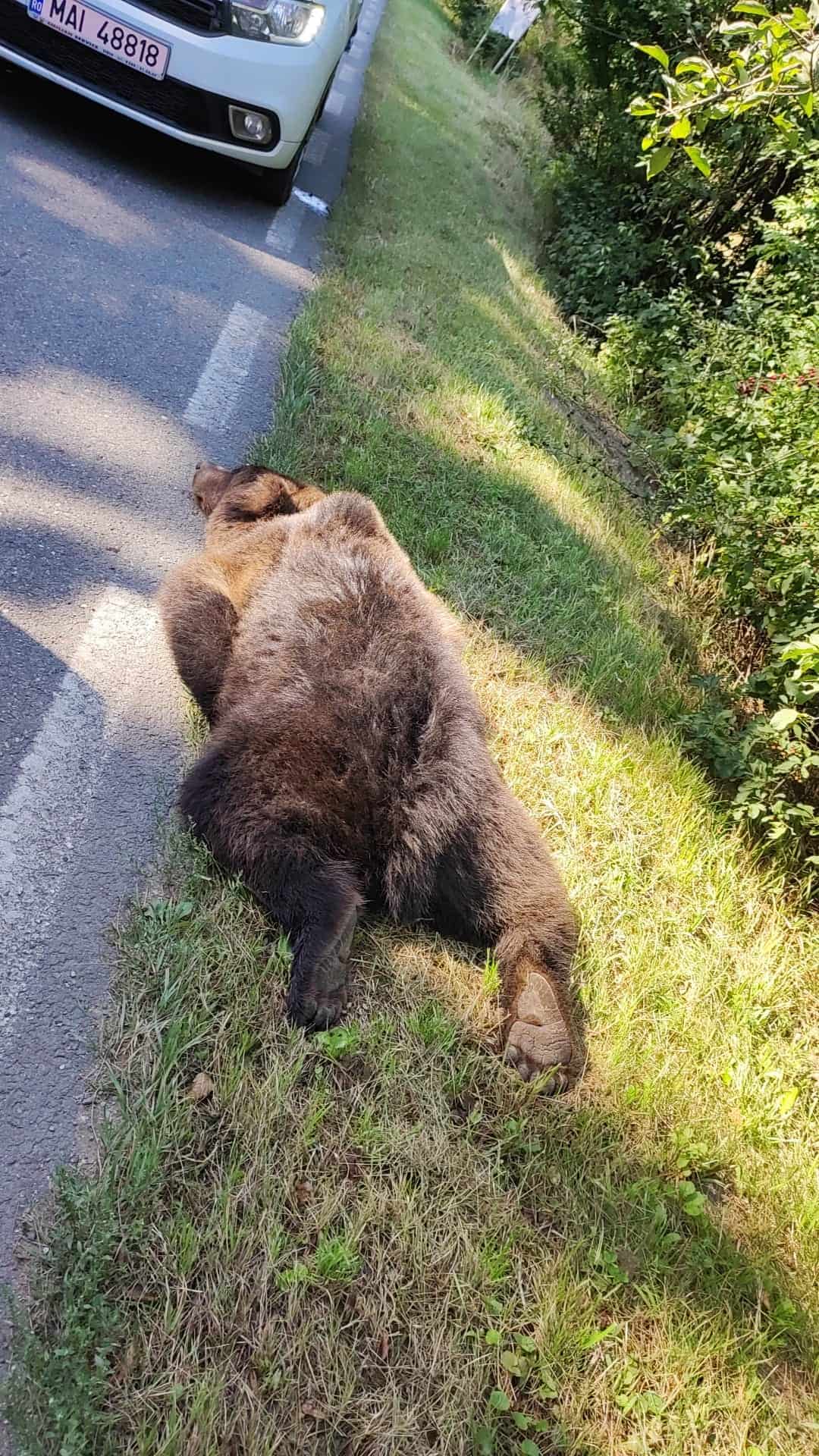 Urs lovit în plin de o mașină între Cisnădie și Șelimbăr (foto)