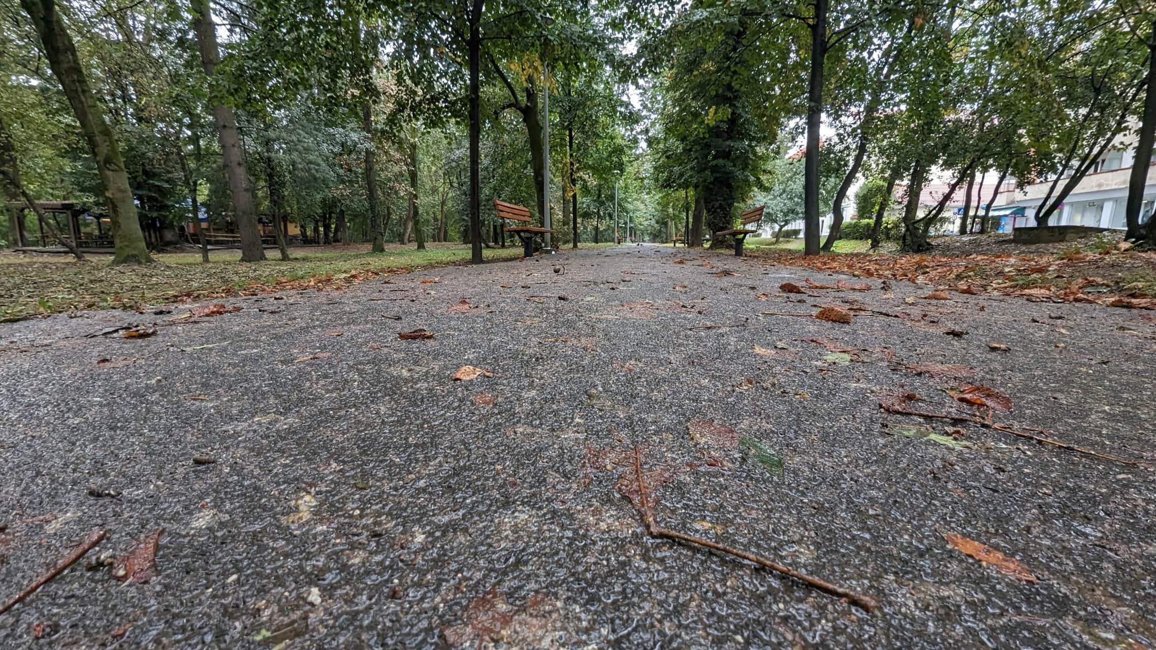 Problema ciorilor în Parcul Sub Arini în continuare nerezolvată. Primăria spune că nu poate să le distrugă cuiburile