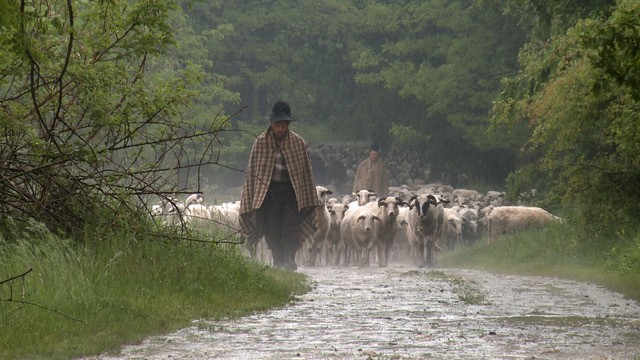 calea laptelui, de dumitru budrala, proiecție-eveniment la astra film festival