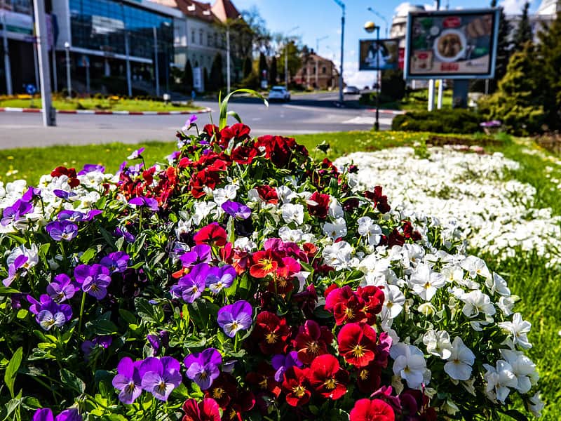 primăria sibiu plantează sute de arbori și zeci de mii de plante pe spațiile verzi din oraș