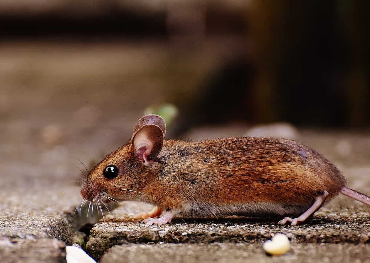 animal apodemus sylvaticus brown button eyes