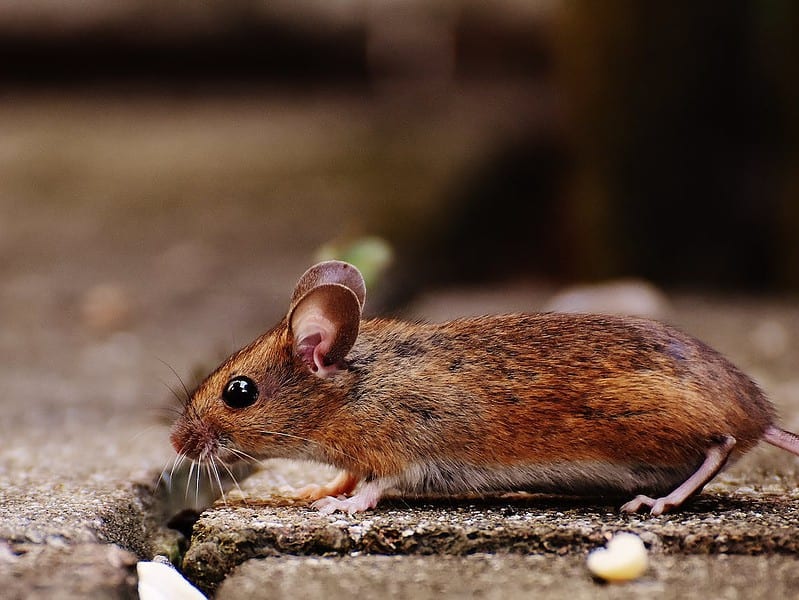 animal apodemus sylvaticus brown button eyes