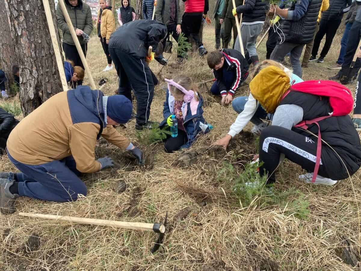 Plantare de puieți în municipiul Mediaș