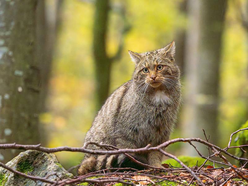 pisică sălbatică fotografiată în parcul național retezat