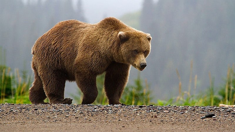 urs văzut pe străzile din porumbacu de sus. populația avertizată prin ro-alert