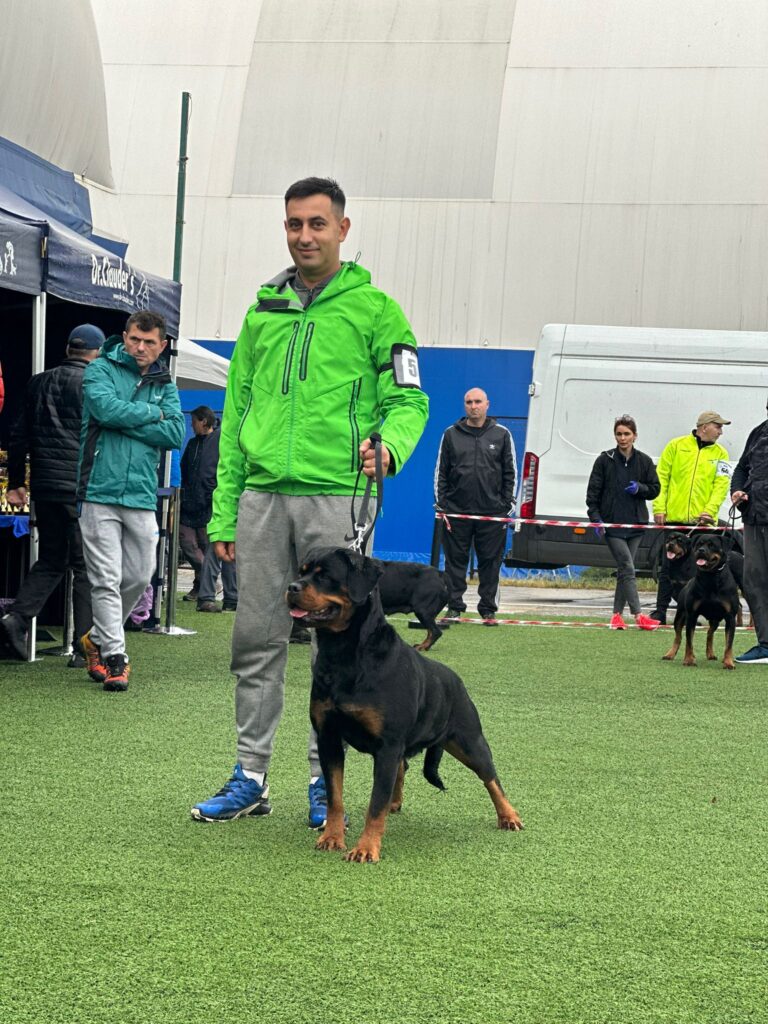 Cei mai frumoși rottweileri sunt din Sibiu. Gessy și Uta, locurile 1 și 3 la campionatul internațional din București (foto, video)