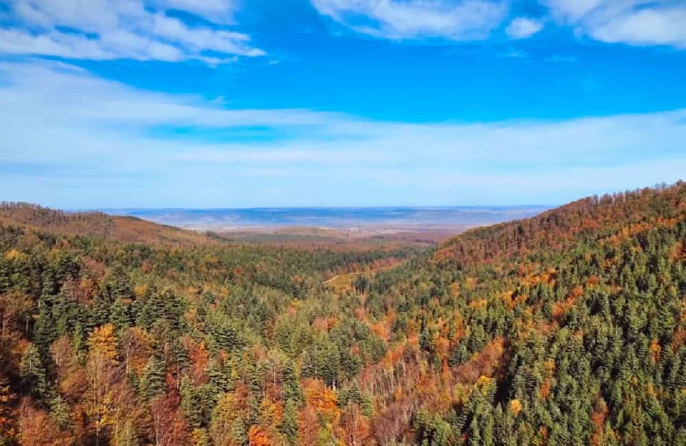 Pădurile montane din zona Avrigului, surprinse în imagini de toamnă superbe (video)