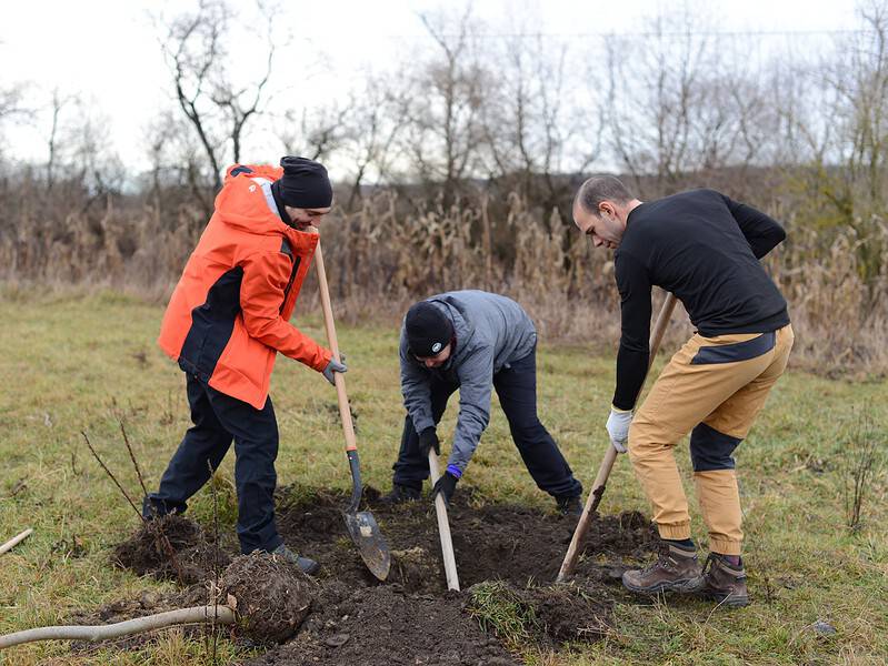 campanie de plantare de plopi și arțari la ocna sibiului pentru o perdea forestieră de patru kilometri