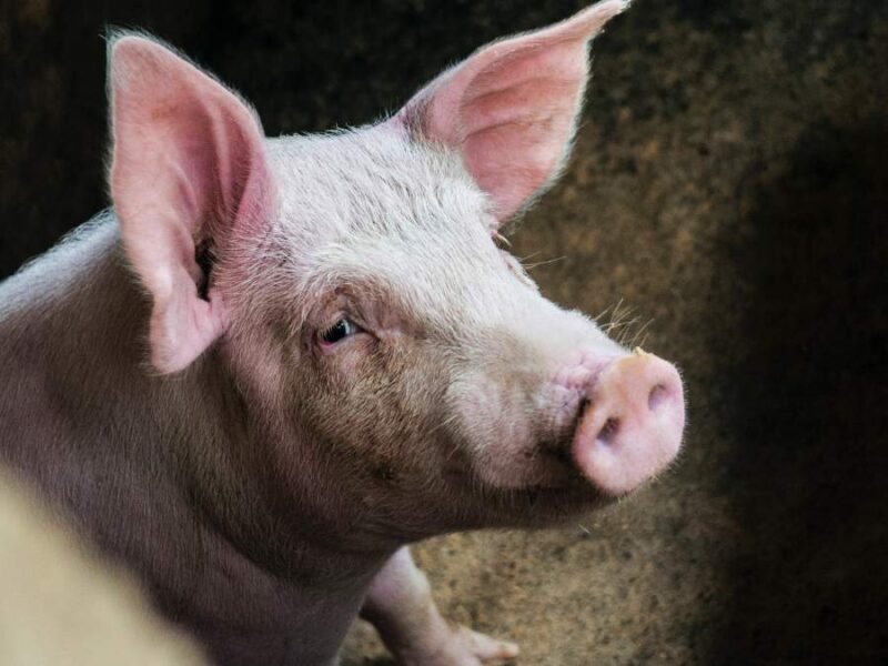 focar de pestă porcină în zona străzii ghiocelului din sibiu după ce au fost găsiți 2 porci morți aruncați în cibin