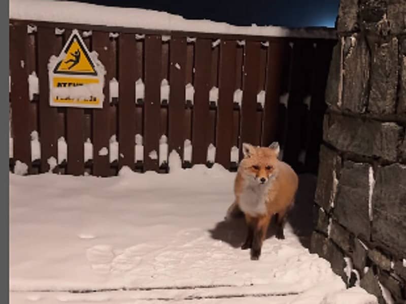 imagini de poveste la bâlea lac. o vulpe îi încântă pe turiști cu prezența (video)