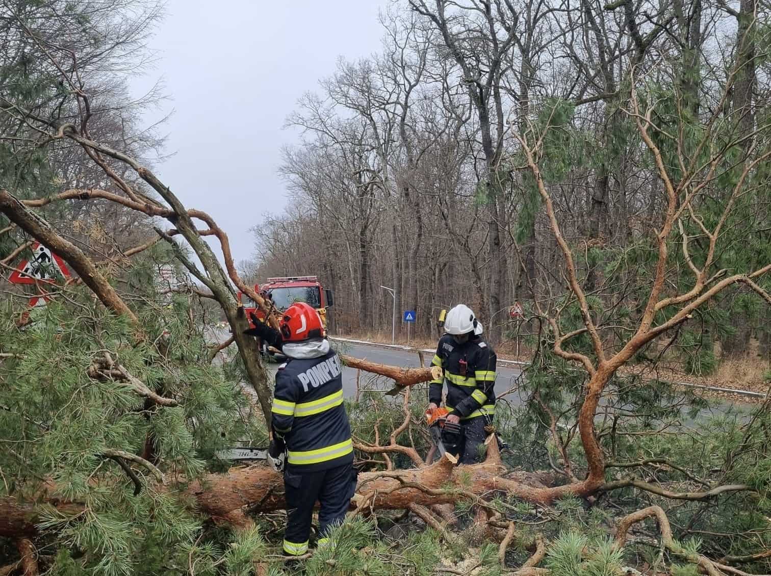 copaci căzuți pe calea dumbrăvii în zona muzeului și în tilișca din cauza vântului