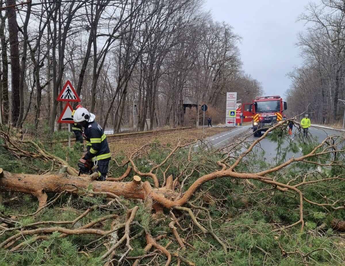 copaci căzuți pe calea dumbrăvii în zona muzeului și în tilișca din cauza vântului