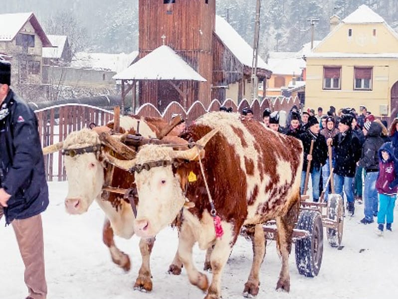 ceata junilor din sadu pregătită de adusul fagului - spectacol autentic în ajunul crăciunului"