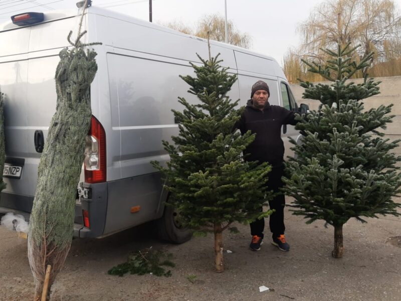 au apărut brazii de calitatea întâi în piața cibin. prețuri de la 80 de lei, după mărime