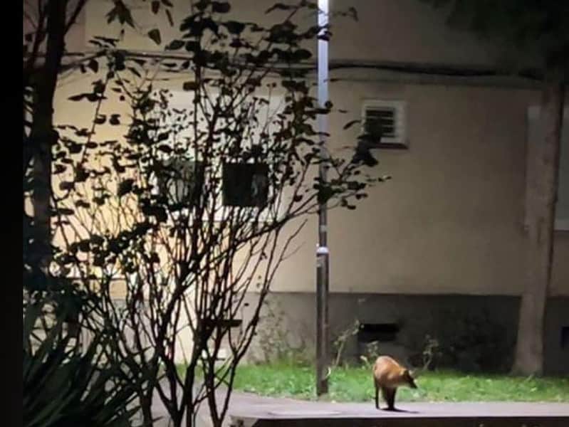 vulpe în hipodrom. animalul a fost văzut pe aleea frații buzești