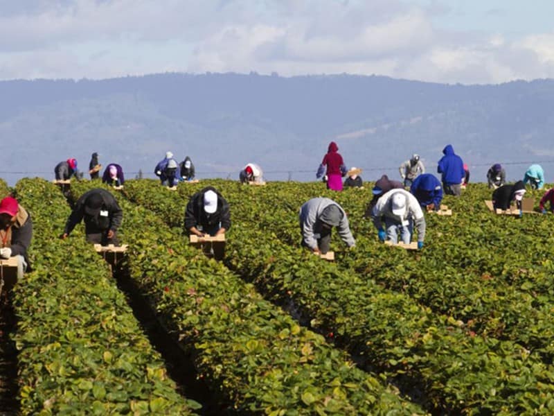 O mare parte din produsele agricole ”Made in Italy” sunt cultivate de muncitori străini, cei mai mulți români