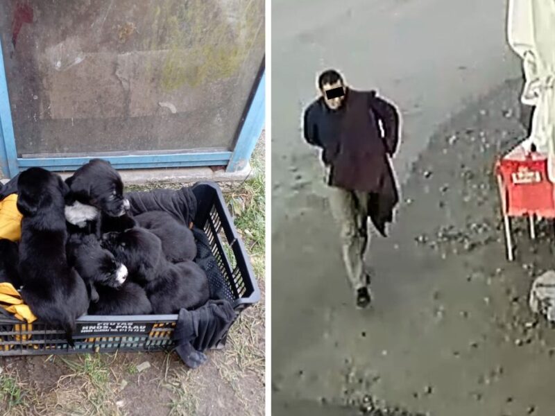 10 căței abandonați de un sibian, lângă un magazin din șona, în județul brașov