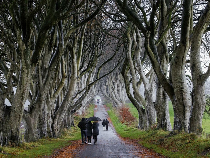 copacii faimoși din serialul game of thrones ar putea dispărea în 15 ani