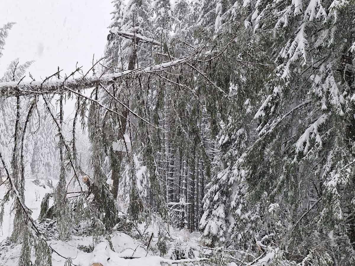 Până de curent de la Păltiniș, neremdiată de 3 zile. Cad în continuare copaci peste liniile de curent. Șef Ocol Silvic: „Este foarte periculos pentru oamenii care lucrează acolo” (foto)