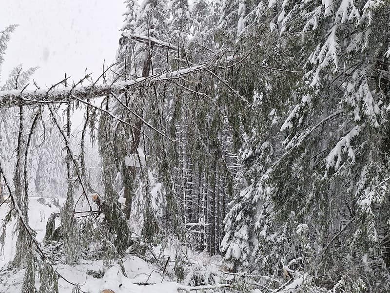 până de curent de la păltiniș, neremdiată de 3 zile. cad în continuare copaci peste liniile de curent. șef ocol silvic: „este foarte periculos pentru oamenii care lucrează acolo” (foto)