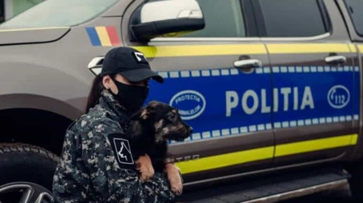 Zeci de sesizări la Poliția Animalelor anul trecut. Un câine a fost salvat datorită unui articol publicat de Ora de Sibiu