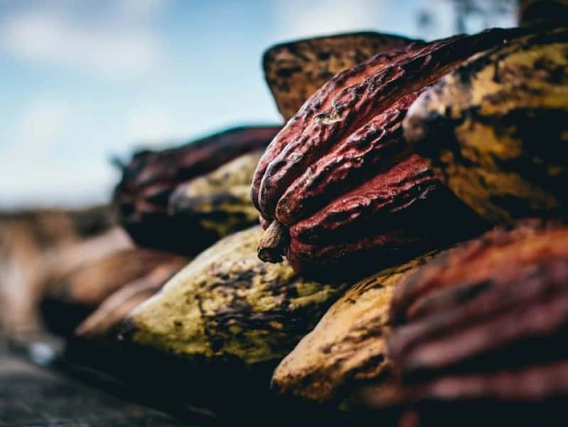 prețul la cacao atinge un record istoric, depășind 9.000 de dolari pe tonă