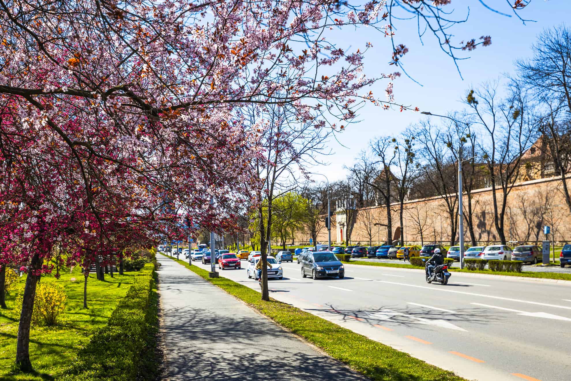 Au început plantările de primăvară la Sibiu. Zeci de mii de plante, ciresti și arțari, sădiți în tot orașul