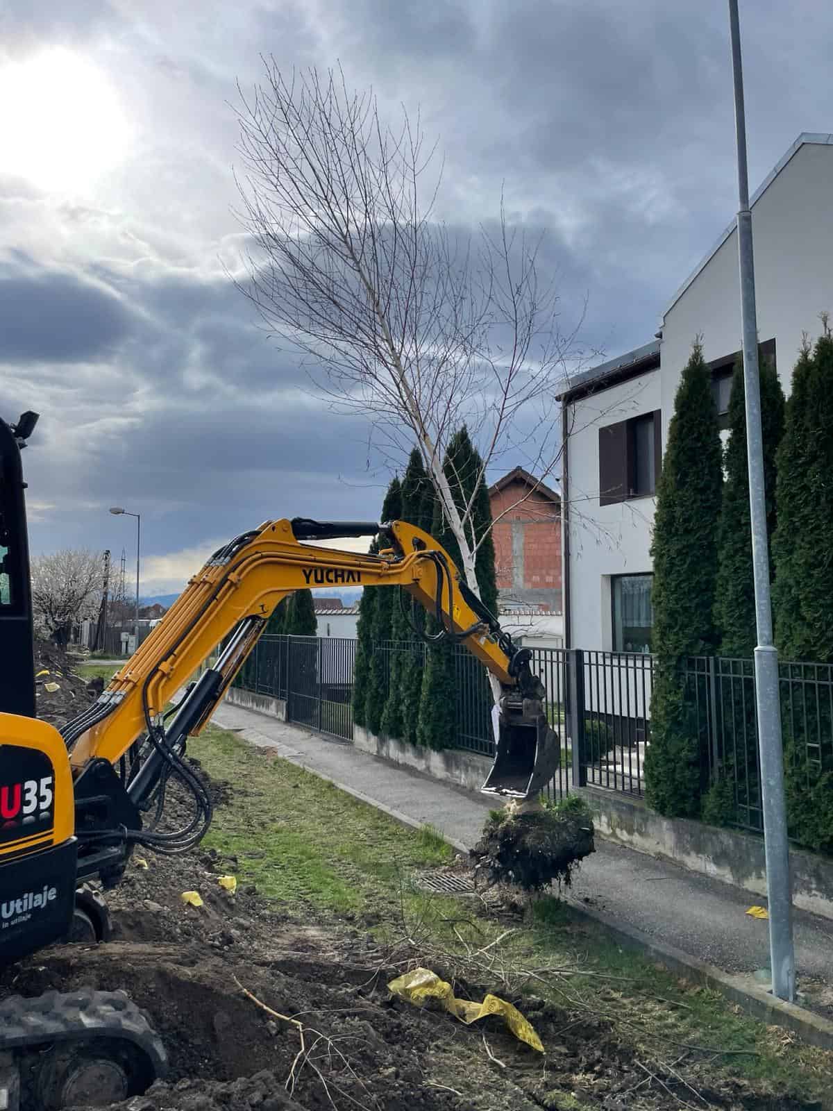 Primăria Sibiu salvează copacii de pe strada Marburg prin transplantare