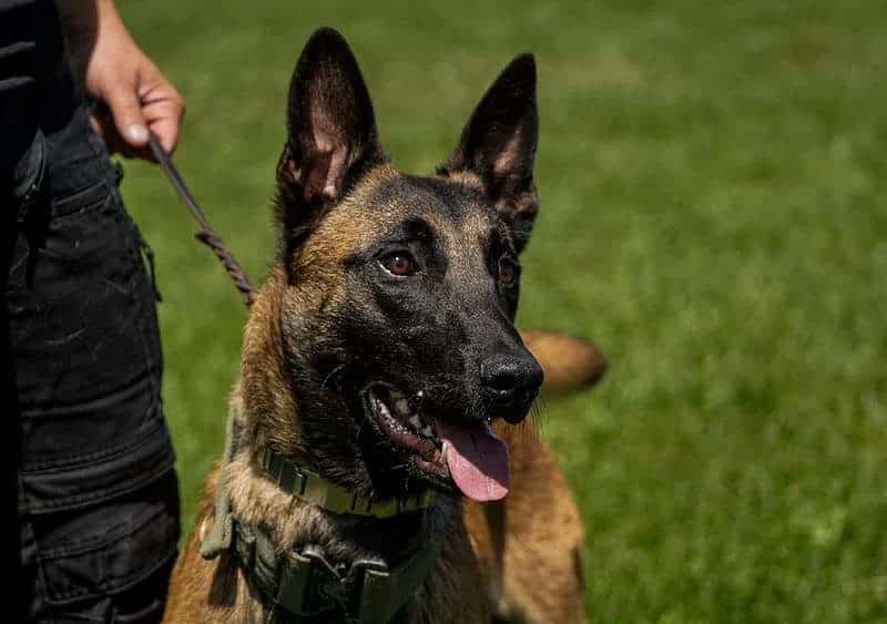 centrul chinologic din sibiu cumpără 20 de câini. ciobănesc german și ciobănesc belgian malinois pentru dezvoltarea poliției canine