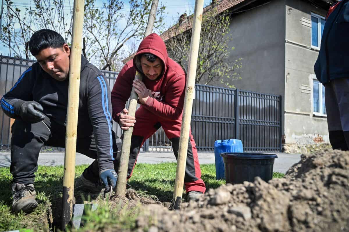 Au început plantările de primăvară la Sibiu. Zeci de mii de plante, ciresti și arțari, sădiți în tot orașul