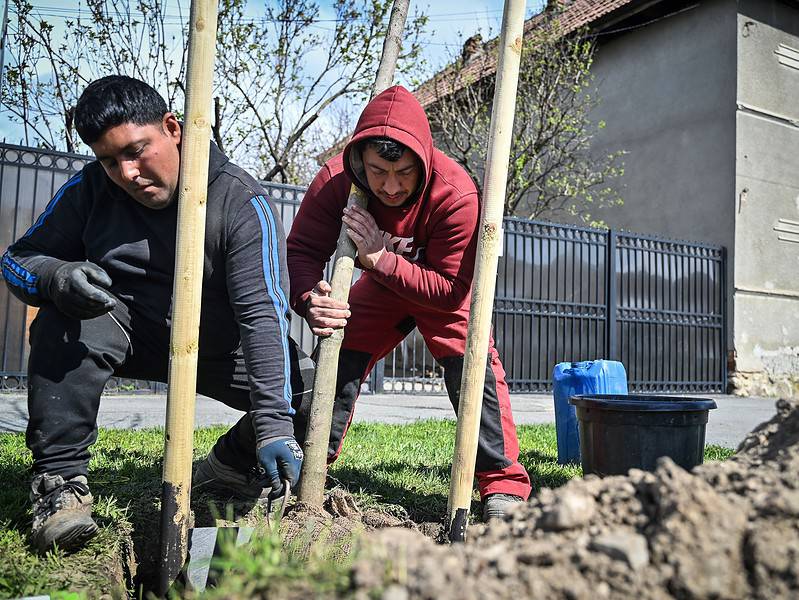 au început plantările de primăvară la sibiu. zeci de mii de plante, ciresti și arțari, sădiți în tot orașul