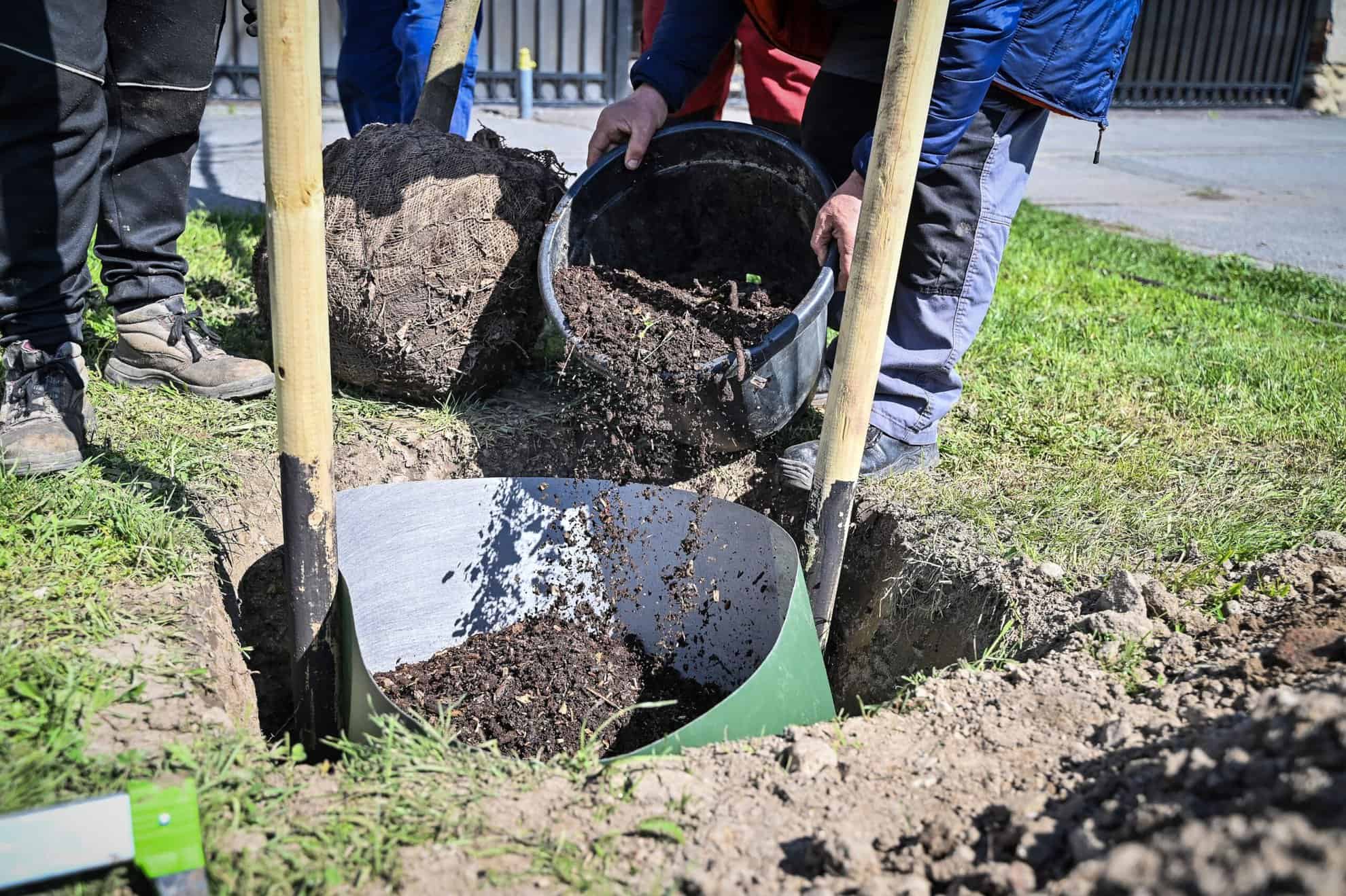 Au început plantările de primăvară la Sibiu. Zeci de mii de plante, ciresti și arțari, sădiți în tot orașul