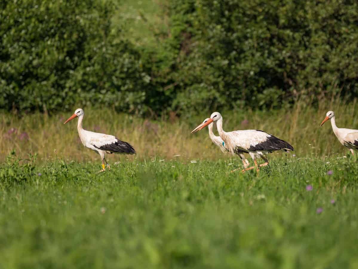 Gard „verde” pentru noul adăpost al animalelor sălbatice și berzelor din Gura Râului. „Trebuie să se simtă cât mai aproape de natură”