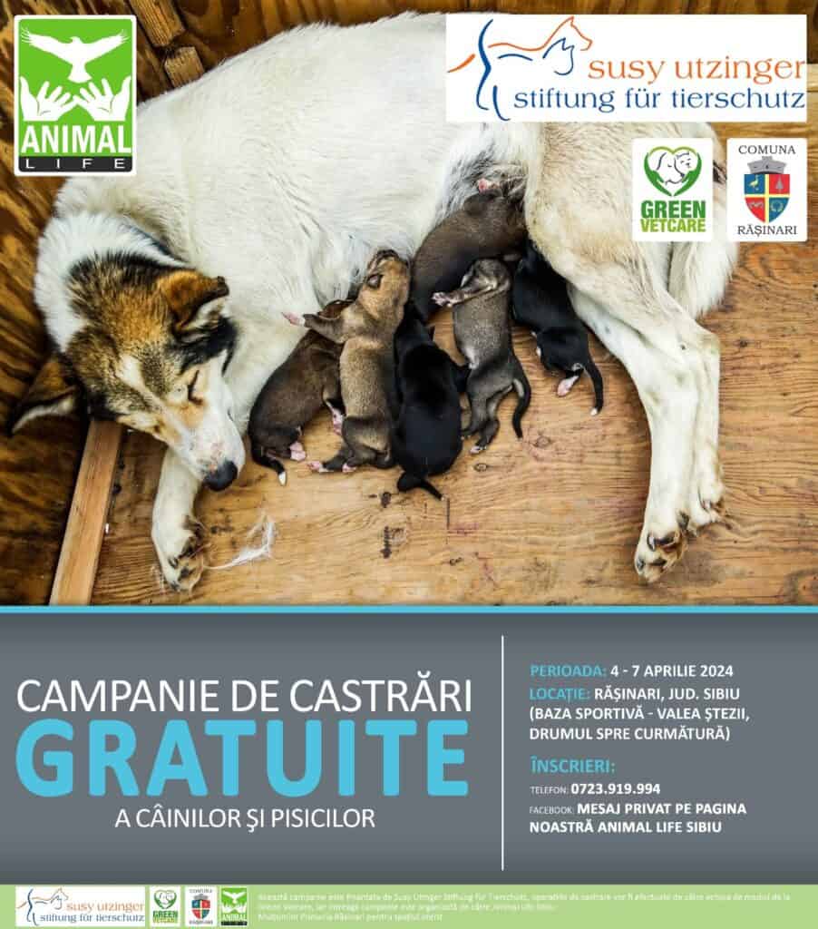 animal life dă startul campaniilor de castrări gratuite din 2024. prima are loc la rășinari