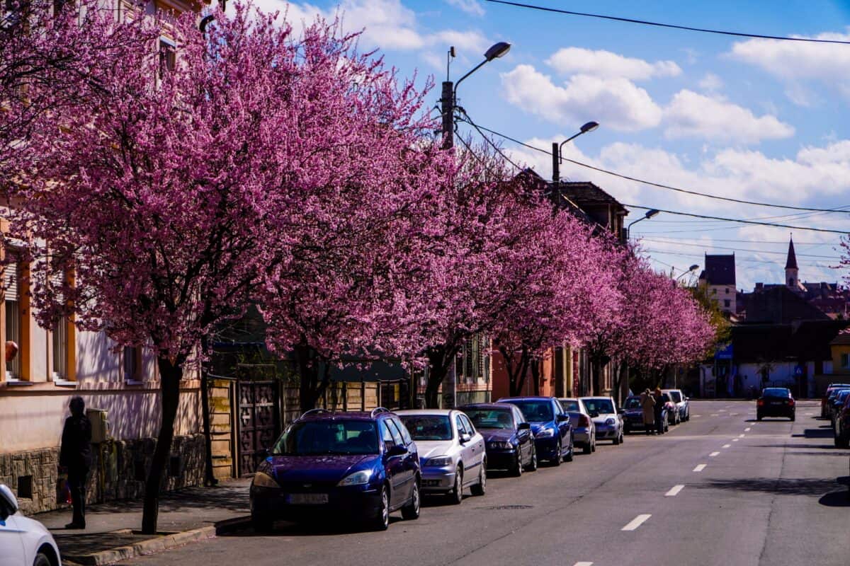 Prognoza meteo. Se încălzește vremea în următoarele două săptămâni