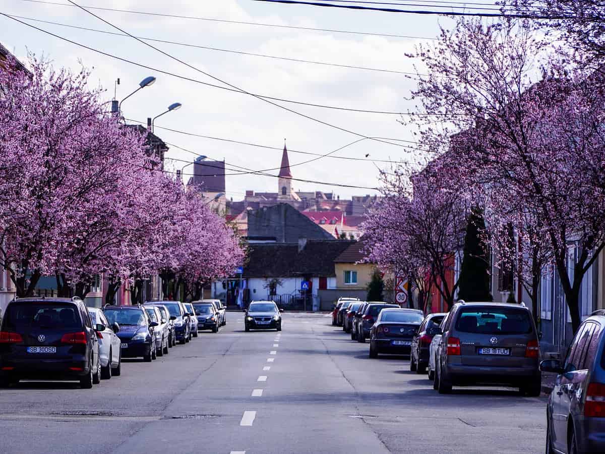 imagini desprinse din povești la sibiu. au înflorit copacii de pe strada tudor vladimirescu (foto, video)